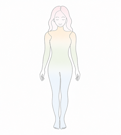 人体イラスト（前面）